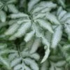 Silver Lace Fern - 5 Pack Of Quart Pots -Plant Lover House Shop fern silver lace 5 thumbnail