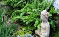 Japanese Holly Fern - Cyrtomium Falcatum 'Rochfordianum' - 2.5 Quart Pot -Plant Lover House Shop fern20holly203