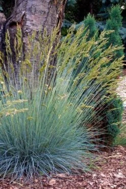 Blue Fescue Grass (Festuca Glauca) - 10 Pack Of Quart Pots -Plant Lover House Shop festuca glauca blue fescue grass 13
