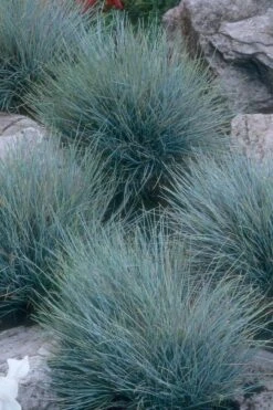 Blue Fescue Grass (Festuca Glauca) - 10 Pack Of Quart Pots -Plant Lover House Shop festuca glauca blue fescue grass 14