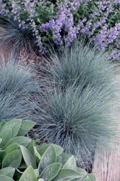 Blue Fescue Grass (Festuca Glauca) - 10 Pack Of Quart Pots -Plant Lover House Shop festuca glauca blue fescue grass 7