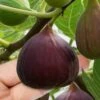 Little Ruby Dwarf Fig Tree - 3 Gallon Pot -Plant Lover House Shop ficus carica little ruby fig tree 1