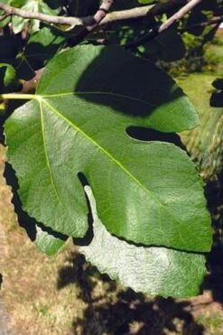 Little Ruby Dwarf Fig Tree - 3 Gallon Pot -Plant Lover House Shop ficus carica little ruby fig tree 3