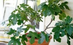 Little Ruby Dwarf Fig Tree - 3 Gallon Pot -Plant Lover House Shop ficus carica little ruby fig tree 4