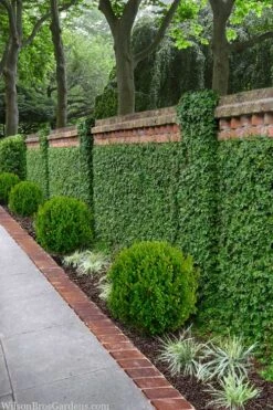 Creeping Fig (Ficus Pumila) - 5 Pack Of 4" Pint Pots -Plant Lover House Shop ficus pumila green creeping fig 100