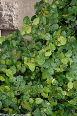 Creeping Fig (Ficus Pumila) - 5 Pack Of Quart Pots -Plant Lover House Shop ficus pumila green creeping fig 103