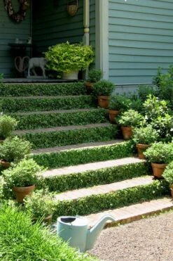 Creeping Fig (Ficus Pumila) - 5 Pack Of Quart Pots -Plant Lover House Shop ficus pumila green creeping fig 105 1