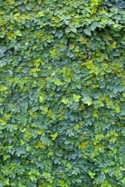 Creeping Fig (Ficus Pumila) - 5 Pack Of Quart Pots -Plant Lover House Shop ficus pumila green creeping fig 106