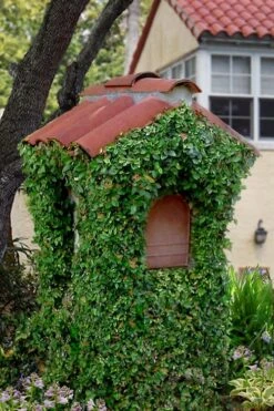 Creeping Fig (Ficus Pumila) - 5 Pack Of 4" Pint Pots -Plant Lover House Shop ficus pumila green creeping fig 107