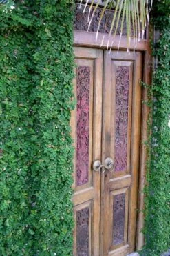 Creeping Fig (Ficus Pumila) - 5 Pack Of Quart Pots -Plant Lover House Shop ficus pumila green creeping fig 108 1