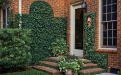 Creeping Fig (Ficus Pumila) - 5 Pack Of 4" Pint Pots -Plant Lover House Shop ficus pumila green creeping fig 109