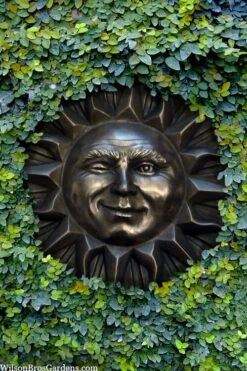 Creeping Fig (Ficus Pumila) - 5 Pack Of 4" Pint Pots -Plant Lover House Shop ficus pumila green creeping fig 110