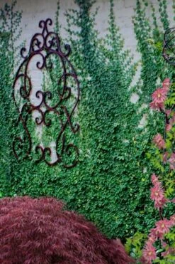 Creeping Fig (Ficus Pumila) - 5 Pack Of Quart Pots -Plant Lover House Shop ficus pumila green creeping fig 112 1