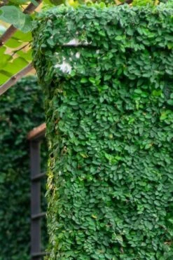 Creeping Fig (Ficus Pumila) - 5 Pack Of 4" Pint Pots -Plant Lover House Shop ficus pumila green creeping fig 113