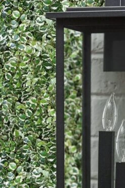 Variegated Creeping Fig - Ficus Pumila 'Variegata' - 6 Pack Of Pint Pots -Plant Lover House Shop ficus pumila variegata creeping fig 101