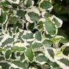 Variegated Creeping Fig - Ficus Pumila 'Variegata' - 5 Pack Of Pint Pots -Plant Lover House Shop ficus pumila variegata creeping fig 103 1