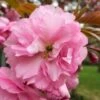 Kwanzan Pink Double Flowering Cherry Tree - 2 Gallon Pot -Plant Lover House Shop flowering cherry kwansan 1