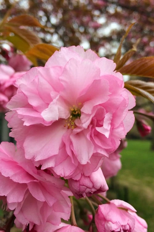 Kwanzan Pink Double Flowering Cherry Tree - 2 Gallon Pot 3 Kwanzan Pink Double Flowering Cherry Tree - 2 Gallon Pot