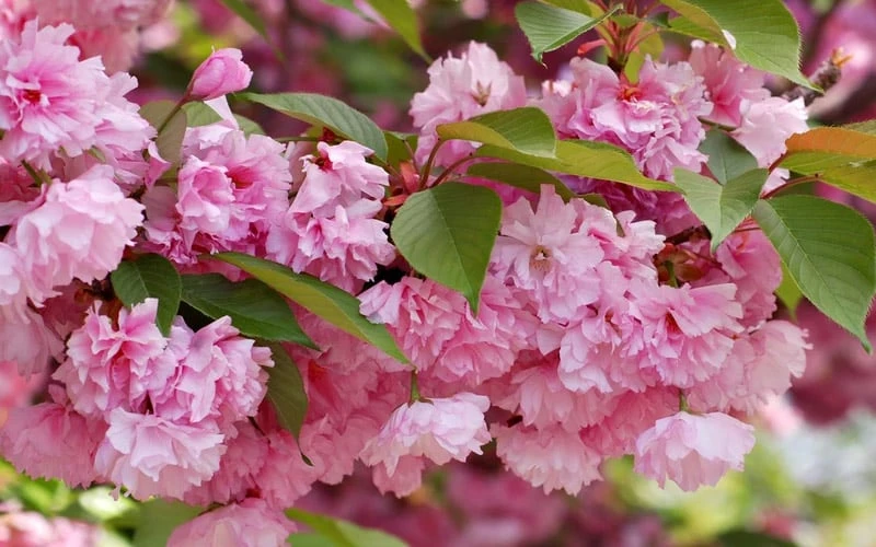 Kwanzan Pink Double Flowering Cherry Tree - 2 Gallon Pot 8 Kwanzan Pink Double Flowering Cherry Tree - 2 Gallon Pot - Image 6