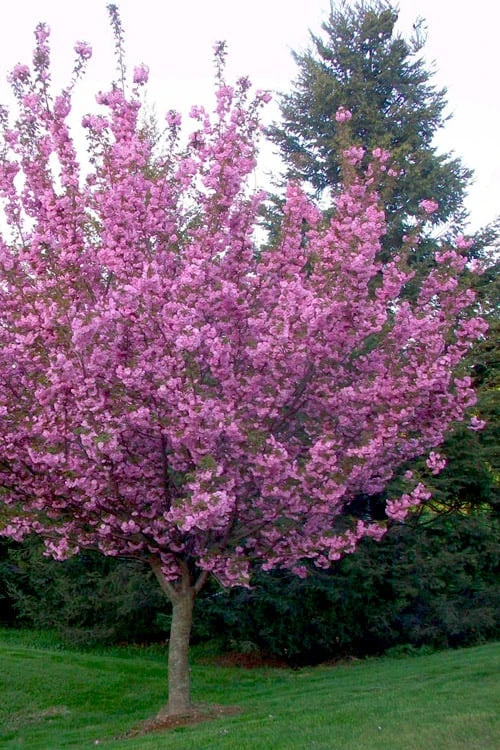 Kwanzan Pink Double Flowering Cherry Tree - 2 Gallon Pot 7 Kwanzan Pink Double Flowering Cherry Tree - 2 Gallon Pot - Image 5