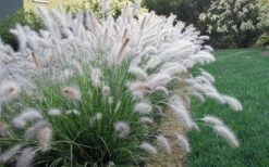 Hameln Dwarf Hardy Fountain Grass (Pennisetum) - 1 Gallon Pot -Plant Lover House Shop fountain20grass20hameln