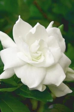 August Beauty Gardenia (Single Trunk Topiary Tree) - 5 Gallon Pot 10 August Beauty Gardenia (Single Trunk Topiary Tree) - 5 Gallon Pot -Plant Lover House Shop gardenia august beauty 5 500x750 2