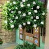 August Beauty Gardenia (Single Trunk Topiary Tree) - 5 Gallon Pot -Plant Lover House Shop gardenia august beuaty tree 5