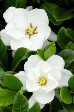 Buttons Gardenia - 3 Gallon Pot 11 Buttons Gardenia - 3 Gallon Pot -Plant Lover House Shop gardenia buttons 1