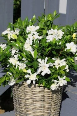 Celestial Star Gardenia - 1 Gallon Pot 10 Celestial Star Gardenia - 1 Gallon Pot -Plant Lover House Shop gardenia celestial star 3