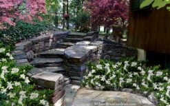 Celestial Star Gardenia - 1 Gallon Pot 11 Celestial Star Gardenia - 1 Gallon Pot -Plant Lover House Shop gardenia celestial star 5