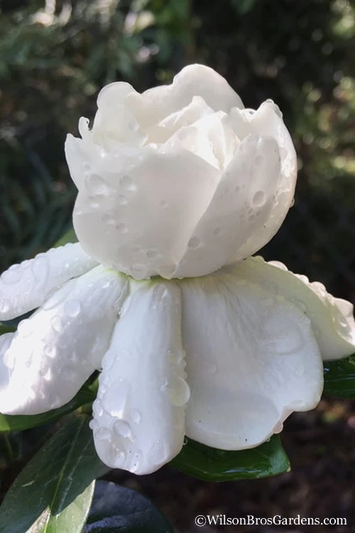 Crown Jewel Gardenia - 1 Gallon Pot 3 Crown Jewel Gardenia - 1 Gallon Pot