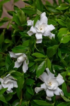 Fool Proof Gardenia - 3 Gallon Pot -Plant Lover House Shop gardenia fool proof 4 1