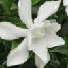 Frost Proof Gardenia - 6 Pack Of 1 Gallon Pots 2 Frost Proof Gardenia - 6 Pack Of 1 Gallon Pots -Plant Lover House Shop gardenia frost proof 15 1