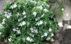 Frost Proof Gardenia - 1 Gallon Pot 11 Frost Proof Gardenia - 1 Gallon Pot -Plant Lover House Shop gardenia frost proof 50 2