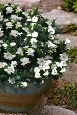Buttons Gardenia - 6 Pack Of 1 Gallon Pots 10 Buttons Gardenia - 6 Pack Of 1 Gallon Pots -Plant Lover House Shop gardenia jasminoides buttons 10 1