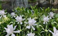 Crescent Moon Dwarf Gardenia - 1 Gallon Pot -Plant Lover House Shop gardenia jasminoides crescent moon dwarf creeping 2