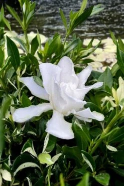 Crescent Moon Dwarf Gardenia - 6 Pack Of 1 Gallon Pots -Plant Lover House Shop gardenia jasminoides crescent moon dwarf creeping 6 1