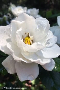 Crown Jewel Gardenia - 1 Gallon Pot 15 Crown Jewel Gardenia - 1 Gallon Pot -Plant Lover House Shop gardenia jasminoides crown jewel 11 1