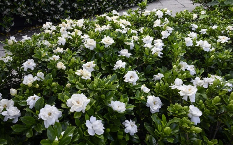 Crown Jewel Gardenia - 1 Gallon Pot 7 Crown Jewel Gardenia - 1 Gallon Pot - Image 5