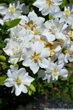 Snow Flurry Hardy Gardenia - 1 Gallon Pot -Plant Lover House Shop gardenia jasminoides snow flurry 2