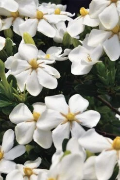 Snow Girl Hardy Dwarf Gardenia - 3 Gallon Pot -Plant Lover House Shop gardenia jasminoides snow girl 1