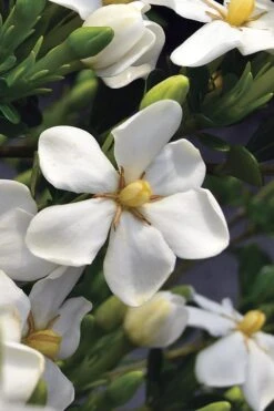 Snow Girl Hardy Dwarf Gardenia - 3 Gallon Pot -Plant Lover House Shop gardenia jasminoides snow girl 2