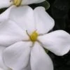 Snow Girl Hardy Dwarf Gardenia - 3 Gallon Pot -Plant Lover House Shop gardenia jasminoides snow girl 4