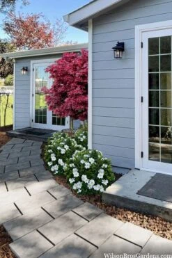 Snow Globe Gardenia - 3 Gallon Pot 11 Snow Globe Gardenia - 3 Gallon Pot -Plant Lover House Shop gardenia jasminoides snow globe 3