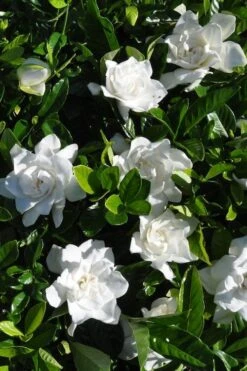 Snow Puff Hardy Gardenia - 7 Gallon Pot -Plant Lover House Shop gardenia jasminoides snow puff 2