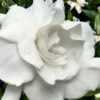 Snow Puff Hardy Gardenia - 3 Gallon Pot -Plant Lover House Shop gardenia jasminoides snow puff 4 1
