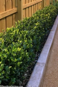 Summer Snow Gardenia - 3 Gallon Pot 13 Summer Snow Gardenia - 3 Gallon Pot -Plant Lover House Shop gardenia jasminoides summer snow 11