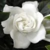 Summer Snow Gardenia - 3 Gallon Pot -Plant Lover House Shop gardenia jasminoides summer snow 12