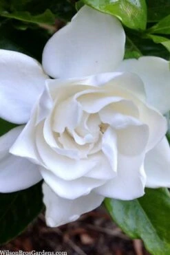 Summer Snow Gardenia - 3 Gallon Pot 17 Summer Snow Gardenia - 3 Gallon Pot -Plant Lover House Shop gardenia jasminoides summer snow 3