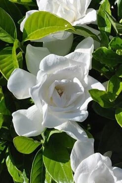 Summer Snow Gardenia - 3 Gallon Pot 14 Summer Snow Gardenia - 3 Gallon Pot -Plant Lover House Shop gardenia jasminoides summer snow 4